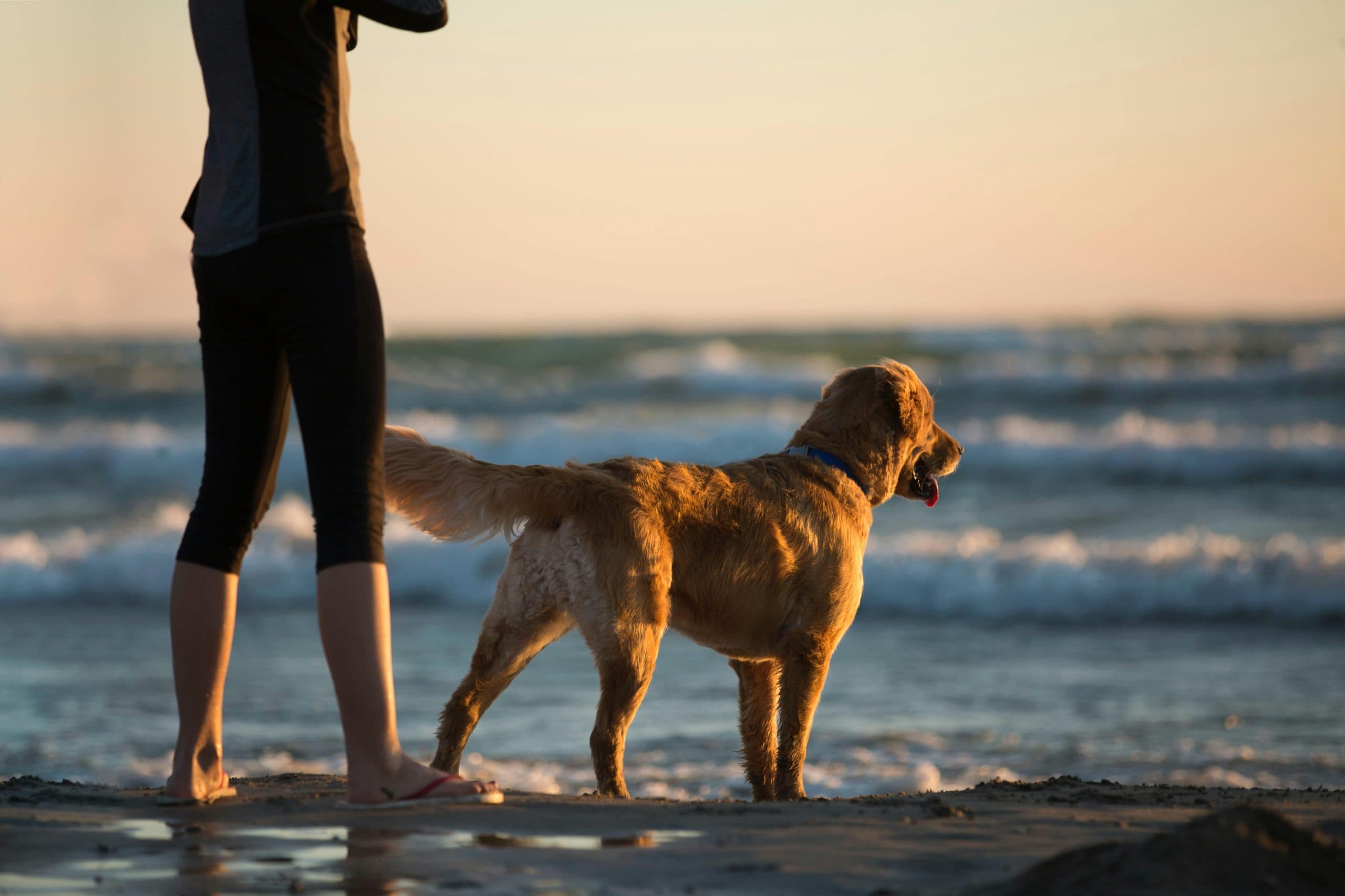 Dieren en migraine